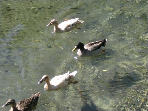 HK_Weiher _20_.jpg