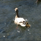 HK_Weiher _21_.jpg