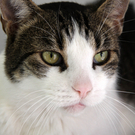 Vermittlungstier: Kater Magaga