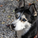 Vermittlungstier: Husky Wolf