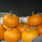 BK_21Sept09 K__rbisse 1c 001.jpg