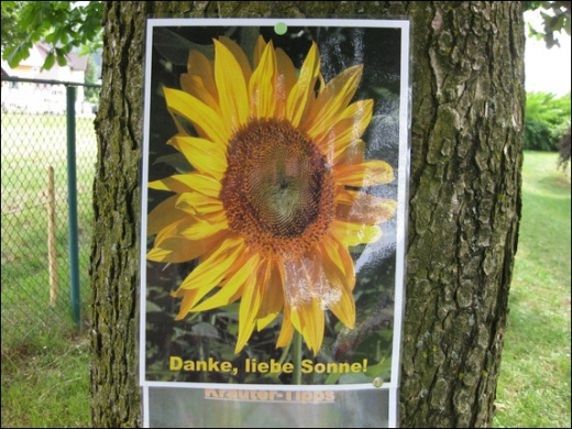 BK_Sonnenfest _19_.jpg