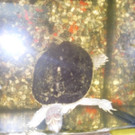 wasserschildkröte