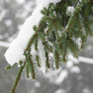 Schnee auf B__umen 10_2009.JPG