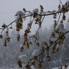 Schnee auf Laubb__umen 2_ 10_2009.JPG