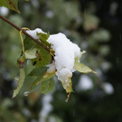 Schnee auf Laubb__umen 3_ 10_2009.JPG