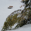 Schnee auf Laubb__umen 4_ 10_2009.JPG