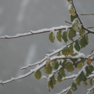 Schnee auf Laubb__umen 10_2009.JPG