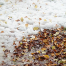 Schnee und Herbst 10_2009.JPG