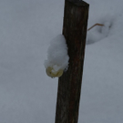 Schneeh__ubchen am Zaun 10_2009.JPG