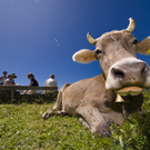 Qualität aus heimischer Landwirtschaft