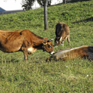_DSC00110005_1.JPG
