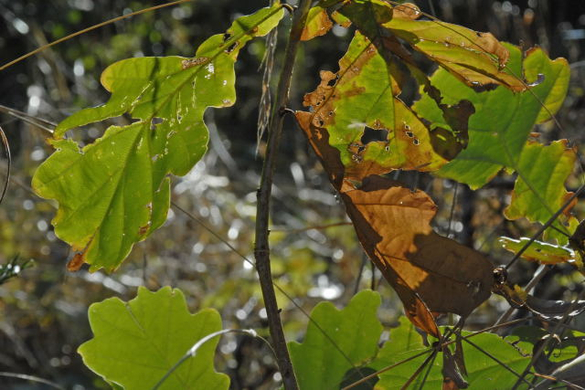 _DSC00340009_1.JPG