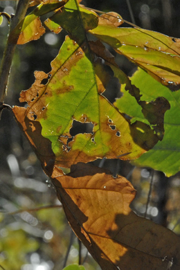_DSC00350010.JPG