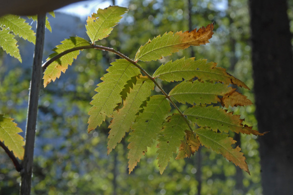 _DSC00360011.JPG