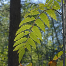 _DSC00400012_1.JPG