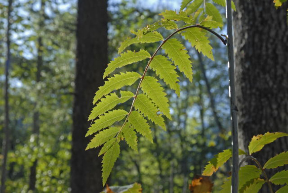 _DSC00400012_1.JPG