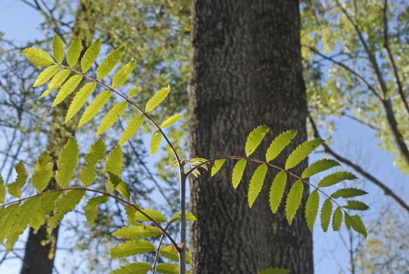 _DSC00540015_1.JPG