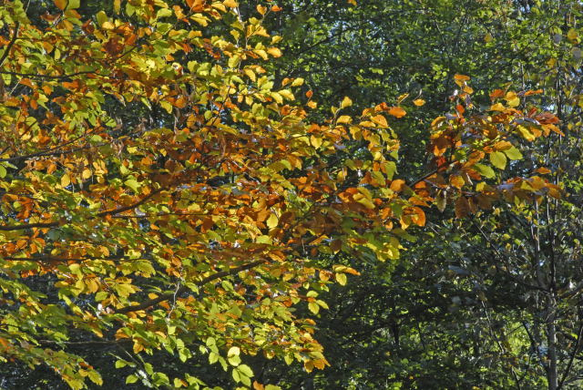 _DSC00580016_1.JPG