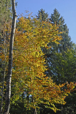 _DSC00610017_1.JPG