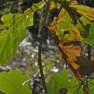 _DSC00340009_1.JPG