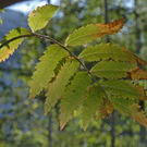 _DSC00360011.JPG