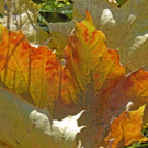 _DSC00780023_1.JPG