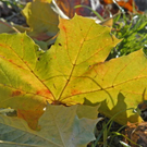 _DSC00870025_1.JPG