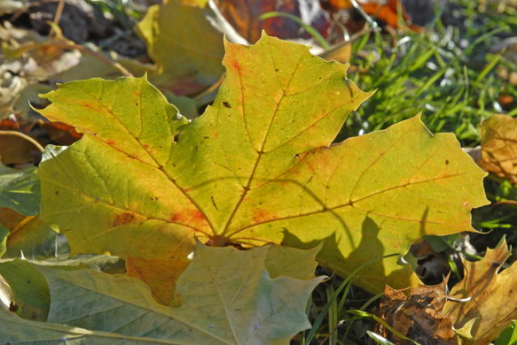 _DSC00870025_1.JPG