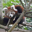 ZooSBG_RoterPandaNachwuchs_Geaest.jpg
