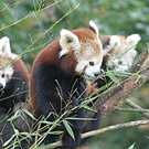 ZooSBG_RotePandas_Banja_Jungtiere.jpg