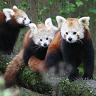ZooSBG_RotePanda_Banja_Jungtiere.jpg