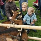 Ziegenausstellung 1.jpg