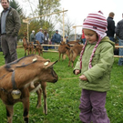 Ziegenausstellung 37.jpg