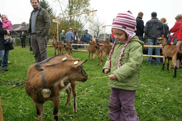 Ziegenausstellung 37.jpg