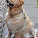 Weltpremiere: Hund bekommt gleich drei Gelenksprothesen 