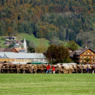 Bilder von der Viehausstellung in Bezau