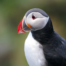 Papageientaucher_auf_der_Vogelinsel_Runde.jpg