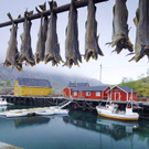 Stockfisch_wird_am_Nusfjord_getrocknet.jpg