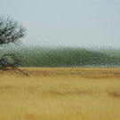 budgies2.jpg
