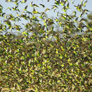 budgies.jpg