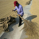 rice.jpg