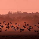 geese.jpg