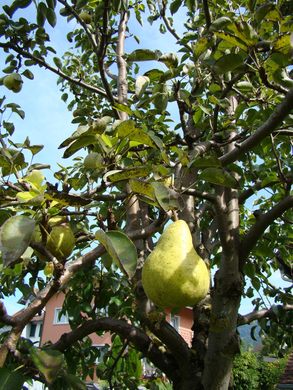 Birne am Baum.jpg