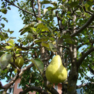 Birne am Baum.jpg