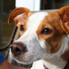 Vermittlungstier: Jack Russell Terrier Spiky 