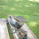 2012612.jpg