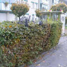 Vandalen zogen Spur der Verwüstung in Bregenz