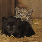 Bilder der Salzburger Jaguar-Familie
