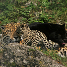 zoo2.JPG